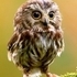 Animal Hidden Stars