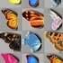 Butterfly Kyodai