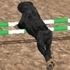 Dog Racing Simulator