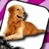 Domestic Animal Memory Challenge