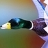Duck Hunter autumn forest