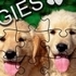 Jigsaw Puzzle Doggies