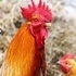 Jigsaw Puzzle Domesticated Animals