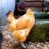 Poultry Farm Easter Escape