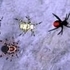 Spider TD