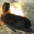 Tank Forces: Survival
